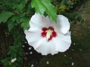 Rose of Sharon Tree