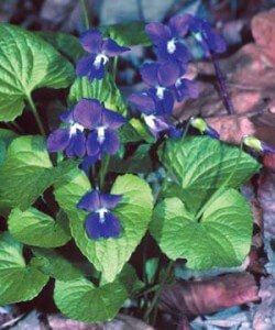 Wild Violets