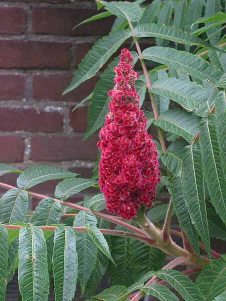 Rhus typhina, Staghorn Sumac fruit cluster