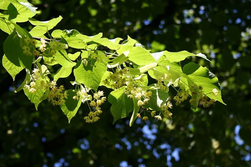 Linden Tree, Tilia cordata, Small leaved Linden leaves and flower bunches