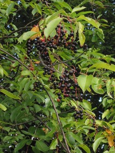 Prunus serotina, Black Cherry leaves, fruit and twigs