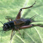 Field Cricket