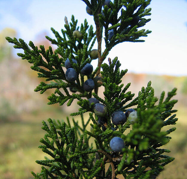 Juniperus virginiana ripe fruit and foliage with rounded new growth