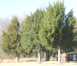 Juniperus virginiana tree shape and size
