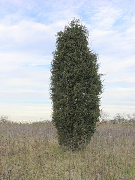 Juniperus virginiana young tree shape
