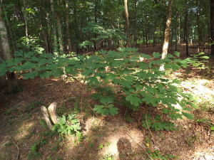 Sassafras Leaf (Saplings)