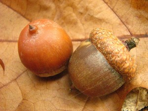 Quercus rubra acorns