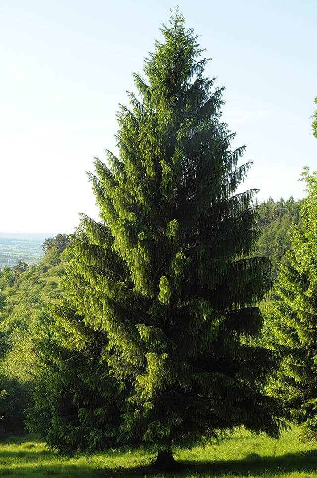 Norskýá Smrk (Picea abies)