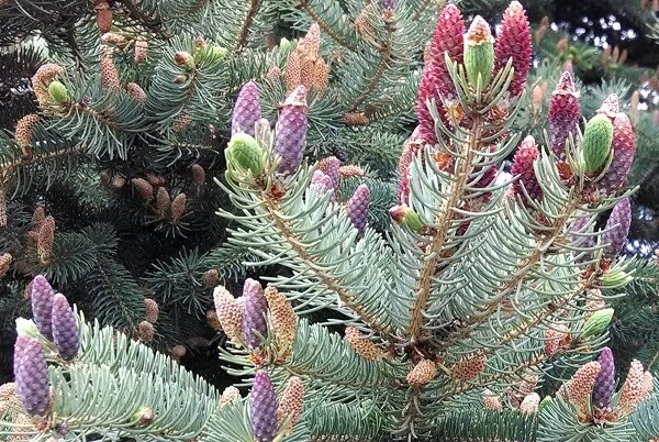 Colorado Spruce (Picea pungens) young female and mature male cones. also edible young shoots