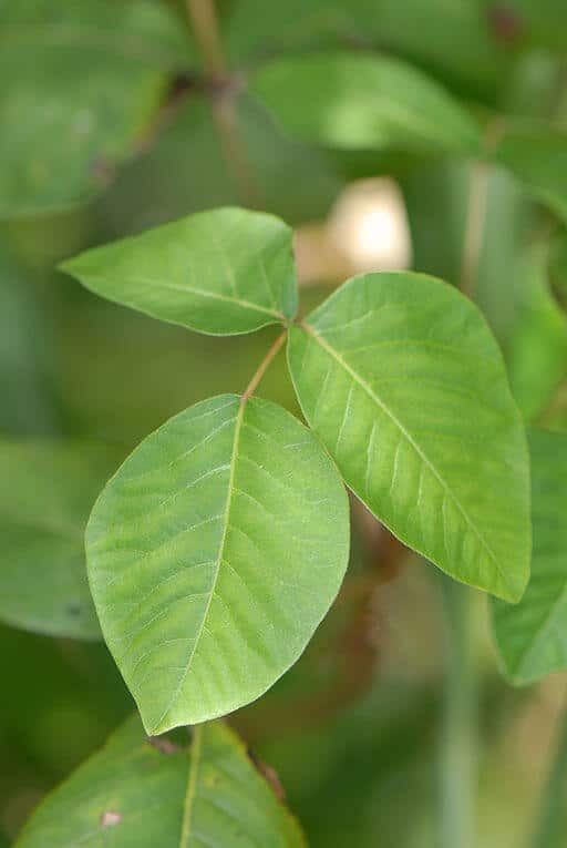 Poison Ivy (Toxidendron radicans)