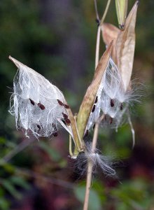 Swamp Milkweed