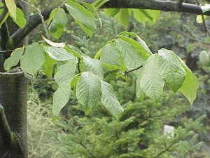 Pawpaw Tree Leaves