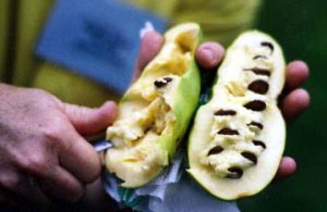 Pawpaw Fruit and seeds