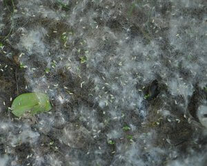 Cottonwood seeds