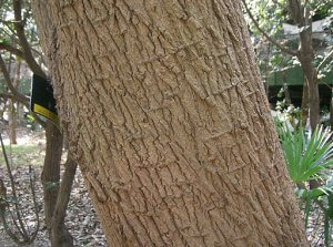 cottonwood bark