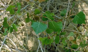 cottonwood buds