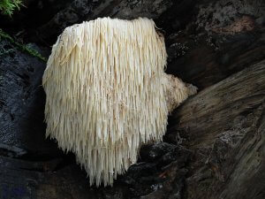 Lion's mane mushroom