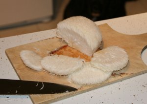 Lion's mane mushroom