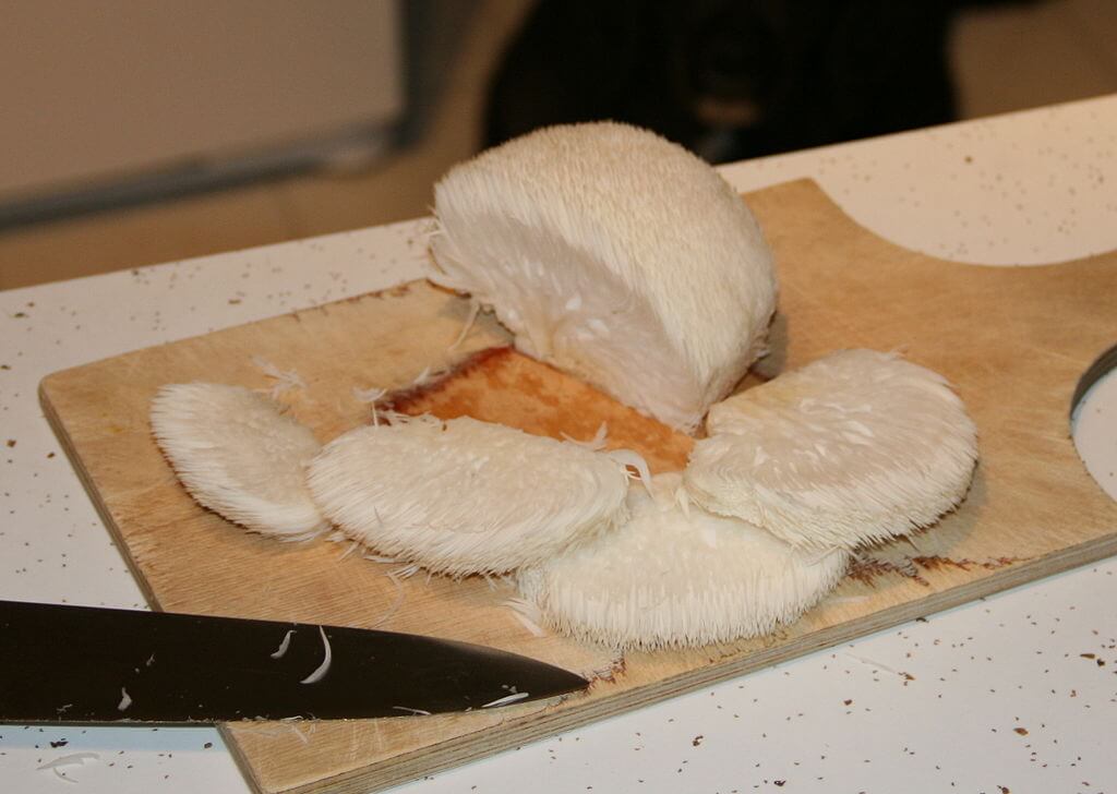 Lion's Mane An Edible Mushroom That is Unmistakable Eat The
