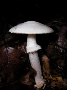 Poisonous Mushroom