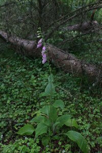 Digitalis purpurea