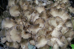 Hen of the Woods