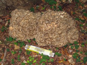Hen of the Woods