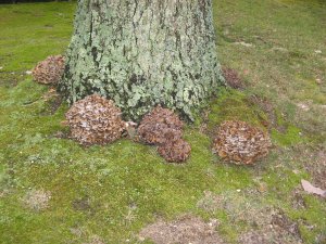 Hen of the Woods