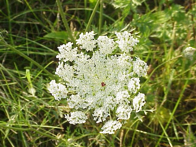 Queen Anne's Lace Flower