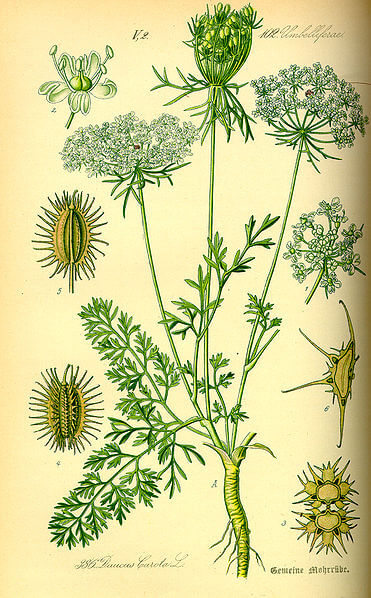 Queen Anne's Lace - How to Use Foraged Wild Carrots