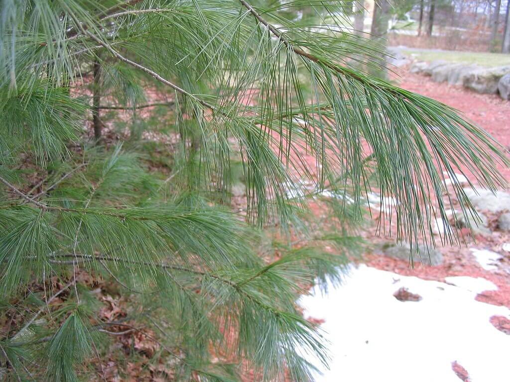 White Pine - Pinus strobus