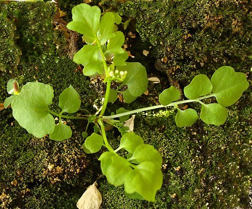 Hairy Bittercress - Cardamine hirsuta