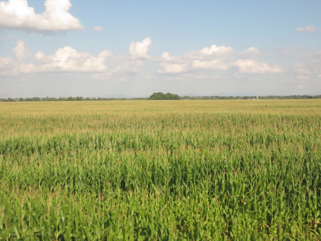 Corn Field