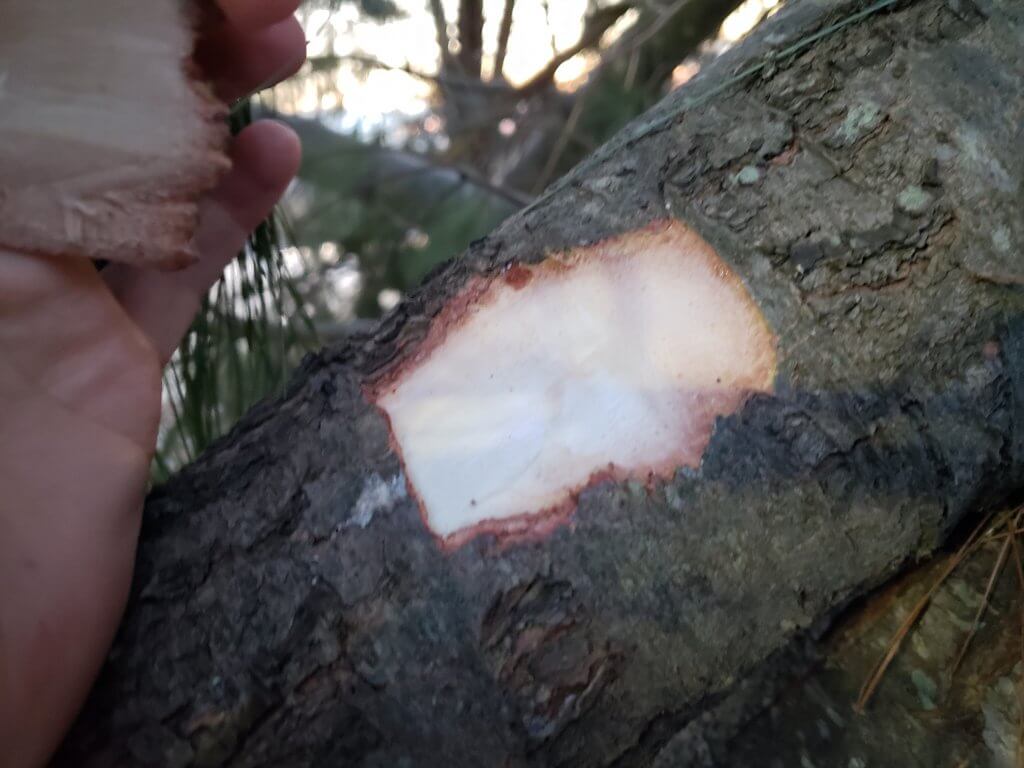 White Pine(Pinus strobus) inner bark) 