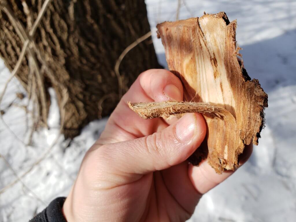 Can Dogs Eat Tree Bark