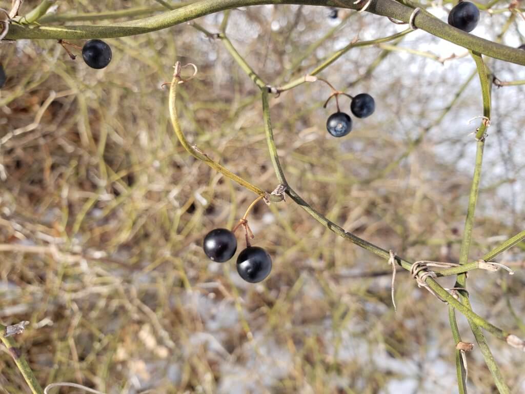 Smilax rotundifolia - Greenbrier Berries