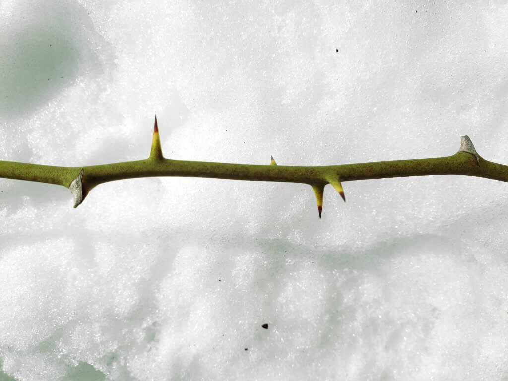 Smilax rotundifolia - Greenbrier Thorns