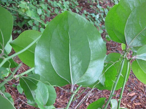 Smilax rotundifolia - Greenbrier Leaf