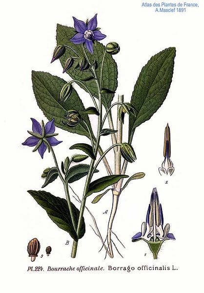 Borage/Starflower (Borago officinalis) Illustration