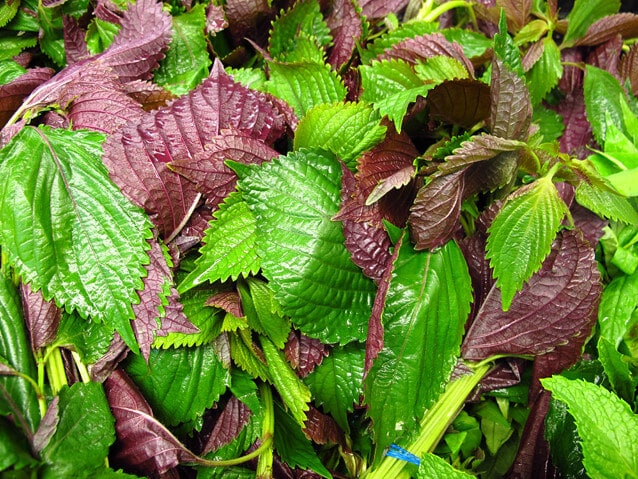 Green and Purple Perilla (Perilla frutescens) Leaves