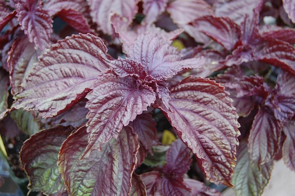 Perilla (Perilla frutescens) Purple Variant Leaves