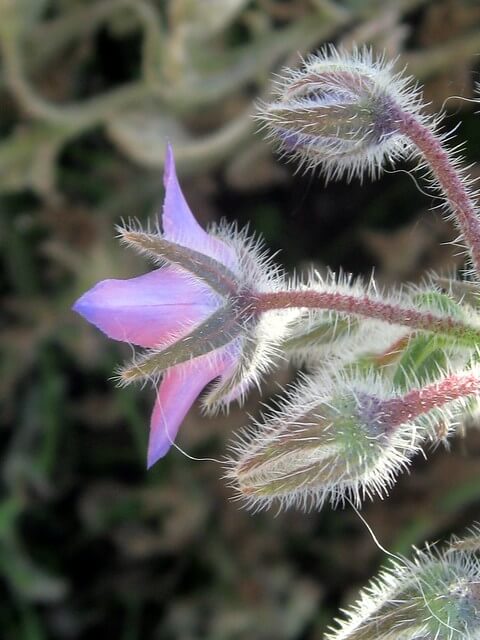 Borage/Starflower (Borago officinalis)