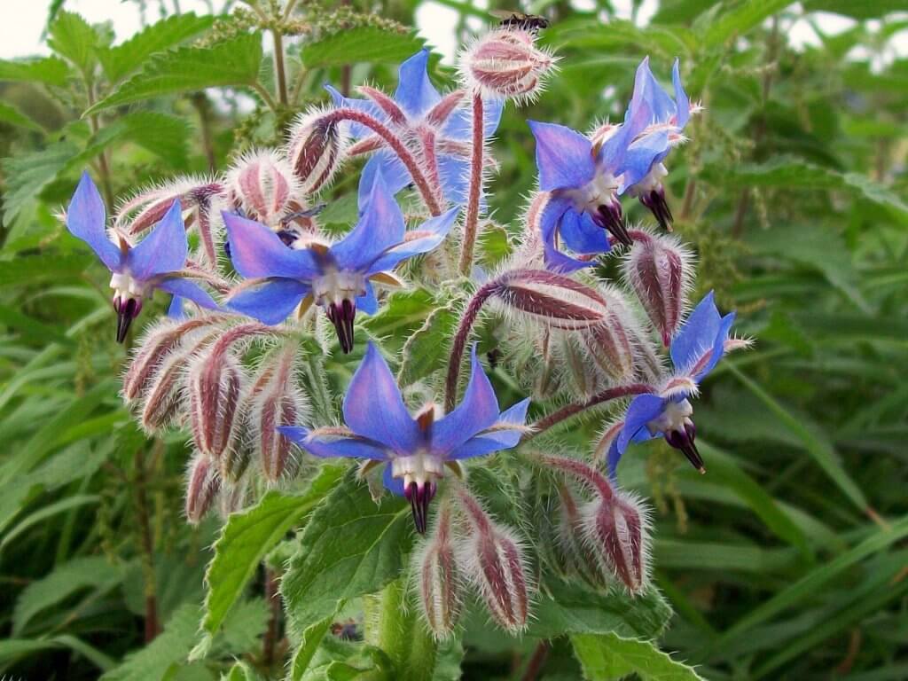 Borage/Starflower (Borago officinalis)