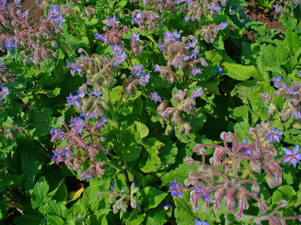 Borago/Starflower (Borago officinalis)