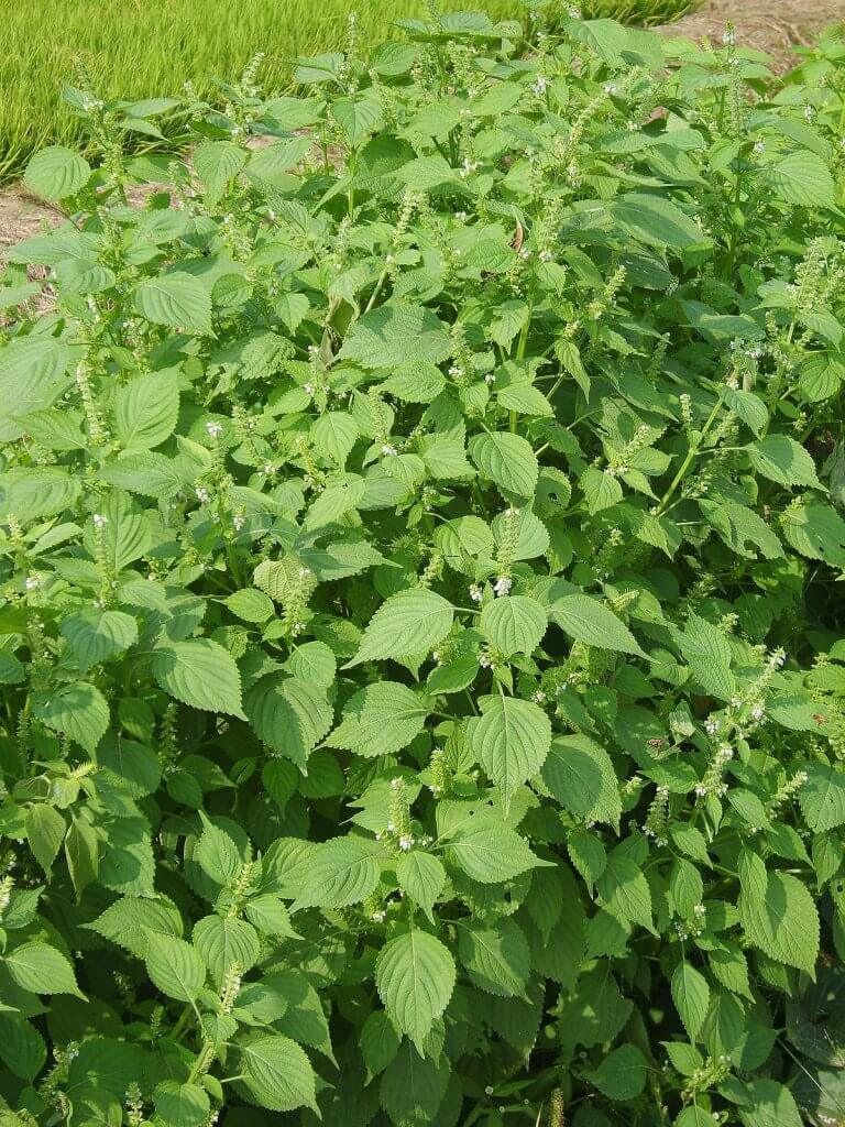 Perilla (Perilla frutescens) Green Variant