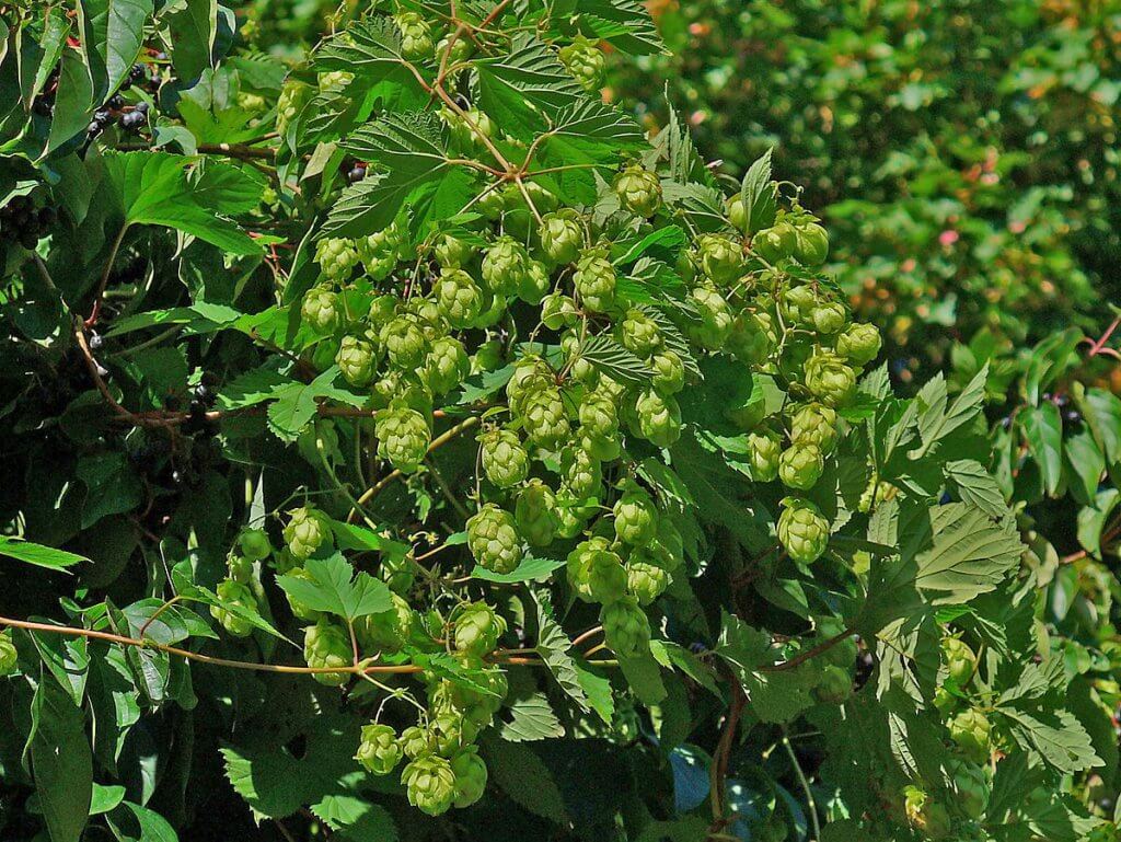 Hops (Humulus lupulus)