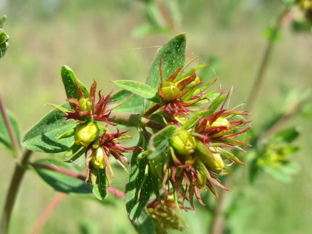 St. John's Wort (Hypericum perforatum) Flower Buds