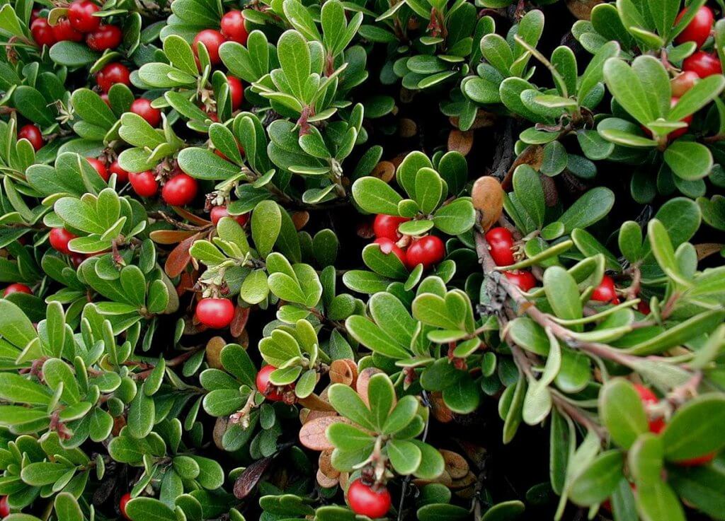 Bearberry (Arctostaphylos uva-ursi)