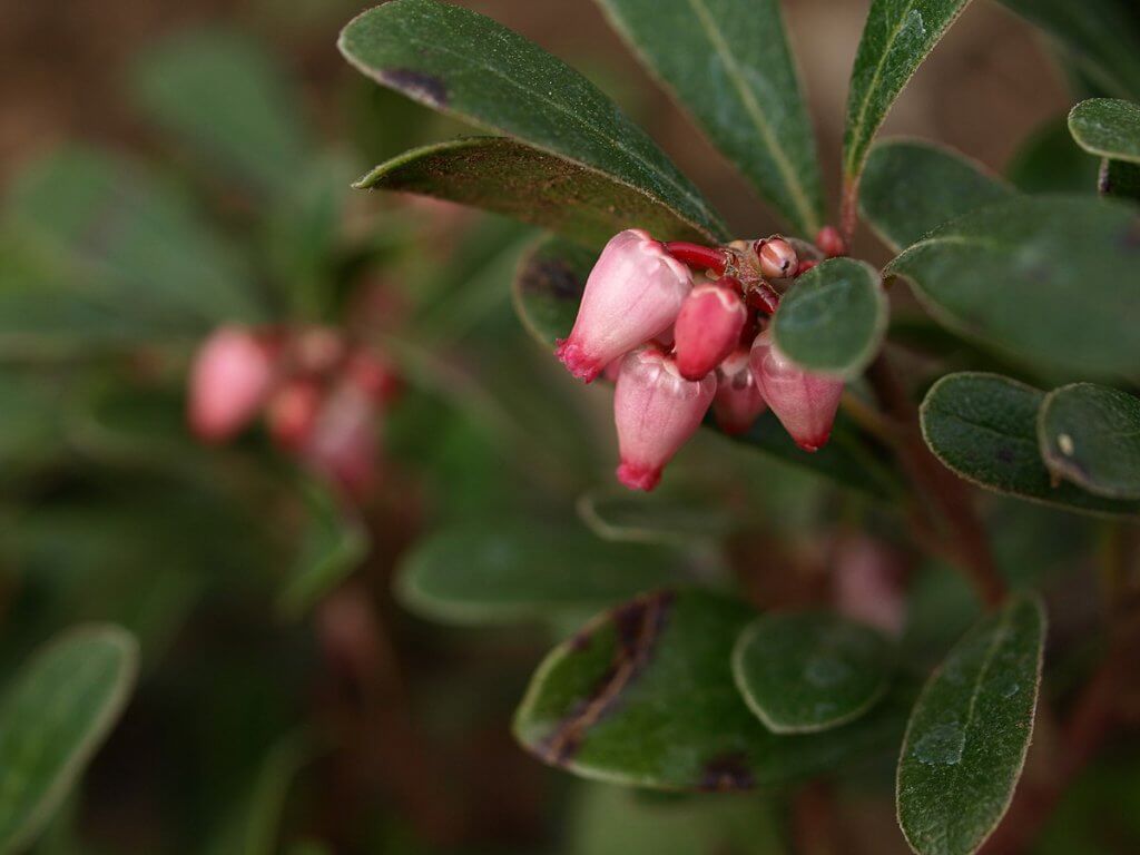 Bearberry (Arctostaphylos uva-ursi) Flowers