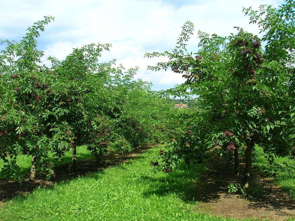 Elderberry (Sambucus Canadensis) Plantation
